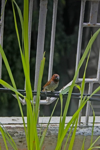 Scaly Breasted Munia Spotted Munia Lonchura Punctulata India — Stok fotoğraf