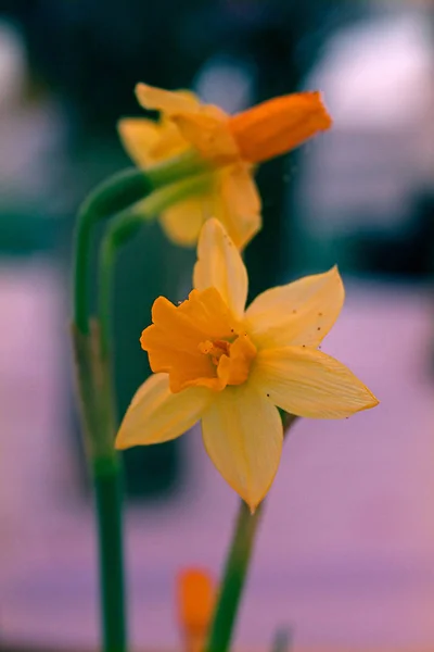 Jonquille Sauvage Narcisse Pseudonarcisse — Photo