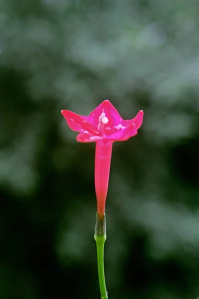 Cypress Vine Star Glory Hummingbird Vine Ipomoea Quamoclit India — Stock Photo, Image