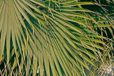 Çin Fan palmiye, Çeşme Palm, Livistona chinensis