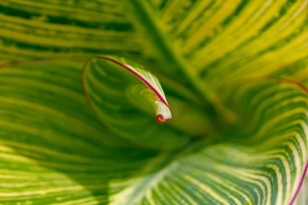 Leaf of Canna indica — Stock Photo, Image