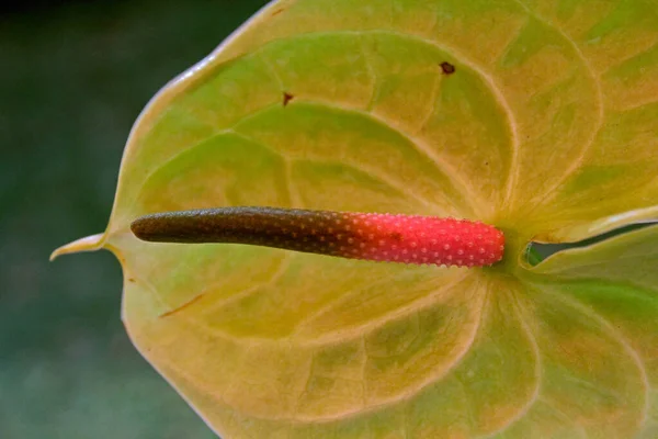 Flamingo flower, Tail flower, Painter's palette, Anthurium andra — Stock Photo, Image