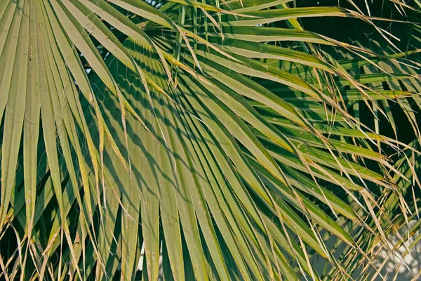 Chiński wentylator Palm, fontanna Palm, Livistona chinensis — Zdjęcie stockowe