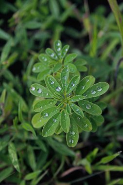 Asya Indigo, Indigofera trita, Indigofera cineraria, Indigofera