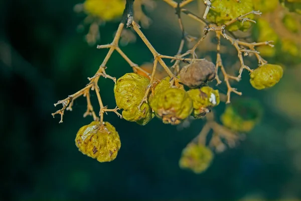 Zaden van Teak, Tectona grandis — Stockfoto