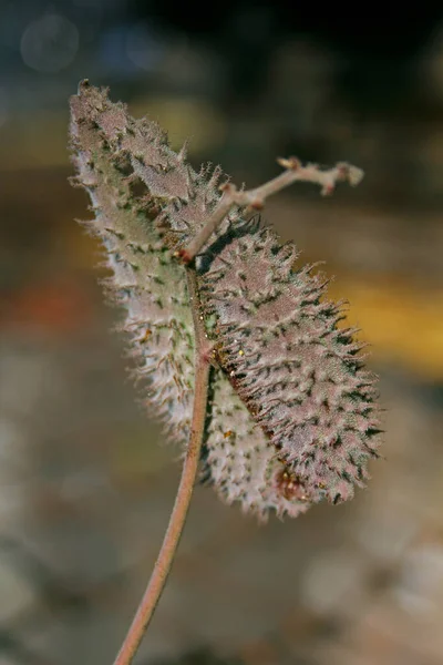 Zaden peulen van Pergularia, Pergularia daemia — Stockfoto