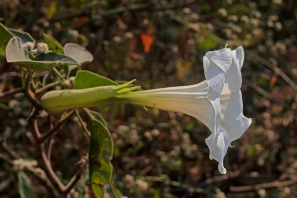 Virág szarv bőség, dohos tövis alma, Datura innoxia, Ind — Stock Fotó