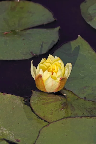 Lilia wodna bananowa, żółta lilia wodna, meksykańska lilia wodna, nimfa — Zdjęcie stockowe