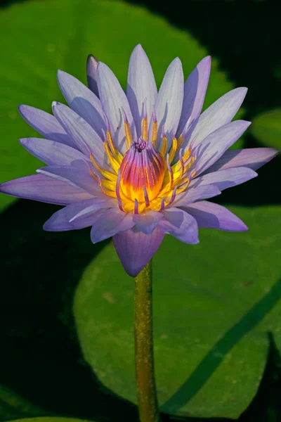 Blauwe waterlelie, Blauwe lotus van India, Nymphaea nouchali — Stockfoto