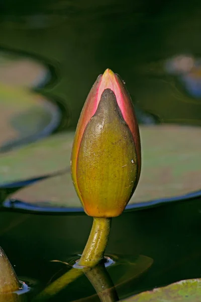 Różowa lilia wodna, Różowy Lotos, Nymphaea pubescens — Zdjęcie stockowe