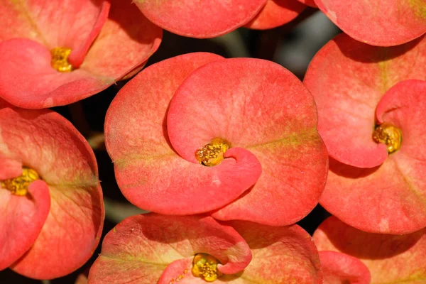 ソーンの蘭の花 ユーフォルビアのミリの素晴らしさ マハラシュトラ インド — ストック写真