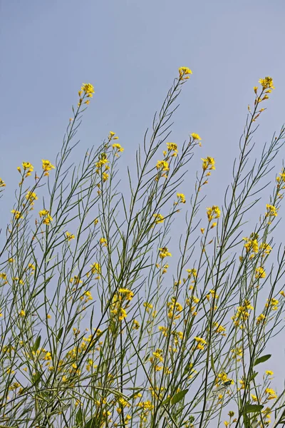 Brassica nigra, 35 лет, Black Mustard — стоковое фото