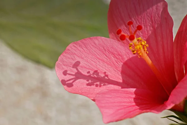 Hibiscus Faba Sinensis Pink China Rose Chinese Hibiscus — стоковое фото