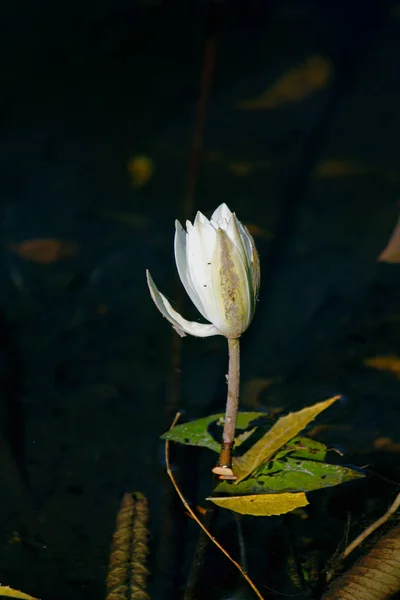 Nymphaea odorata, Witte Lotus — Stockfoto