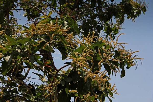 Blühende Blüten von terminalia chebula. Chebulischer Myrobalan — Stockfoto