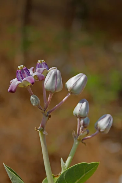 Цветы Гигантского Молочного Сорняка — стоковое фото