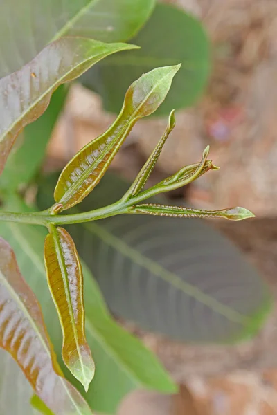 Young Tender Leaves Terminalia Alata Family Combretaceae Large Deciduous Tree — Stok fotoğraf