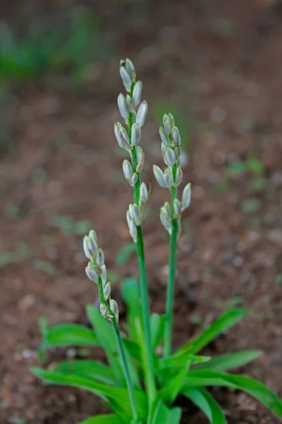 Clorofitum Glaucum Anthericum Nimmonii Hartwegia Nimmonii Clorofitum Hastes Escamosas — Fotografia de Stock