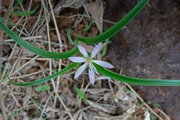 Pale Grass Lily Bhui Chakra Markallai Nir Panai Iphigenia Pallida — стоковое фото