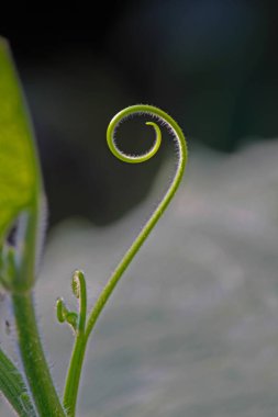 Musk Melon 'un filizi, Cuvumis melo L. Cucurbitaceae