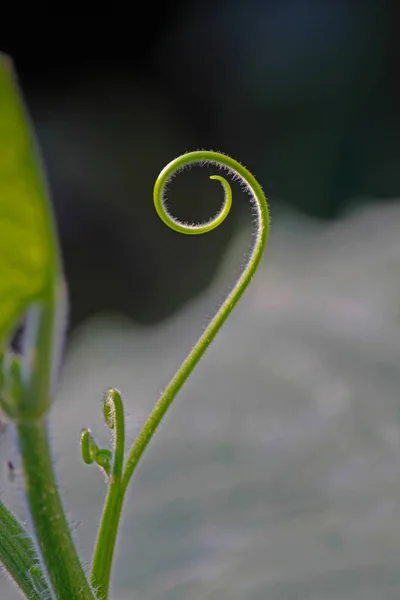 Tendril de melón almizclero, Cuvumis melo L. Cucurbitaceae — Foto de Stock