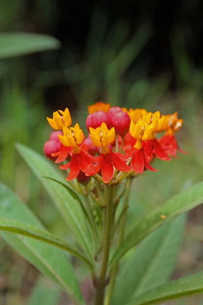 Asclepias Curassavica Scarlet Milkweed — стокове фото