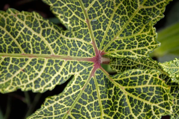 女性の指植物の葉 — ストック写真