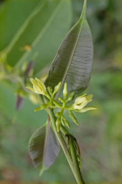 Escalade à feuilles de cire, Sarsaparilla indienne, Cryptolepis buchananii — Photo