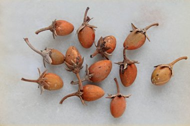 Ripe Fruits of Mimusops elengi