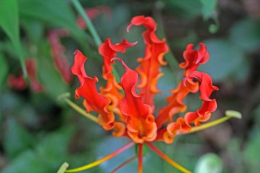 Glory lily Gloriosa superba in monsoon time , konkan , maharashtra , india