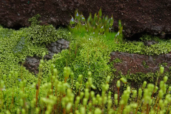 Ceratodon purpureus, dioicous moss — Stock Photo, Image