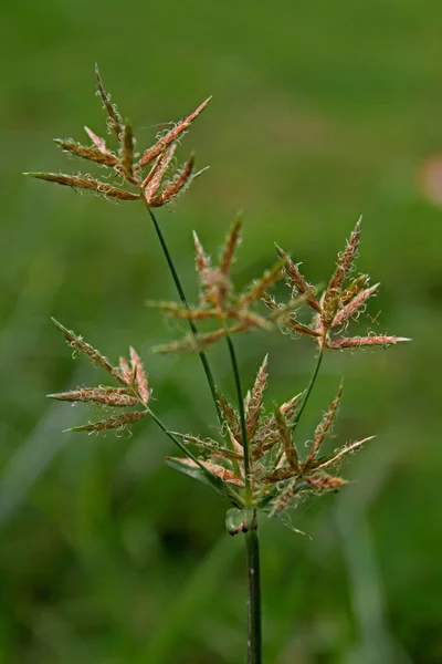 Muškátový oříšek, fialový, cyperus rotundus — Stock fotografie