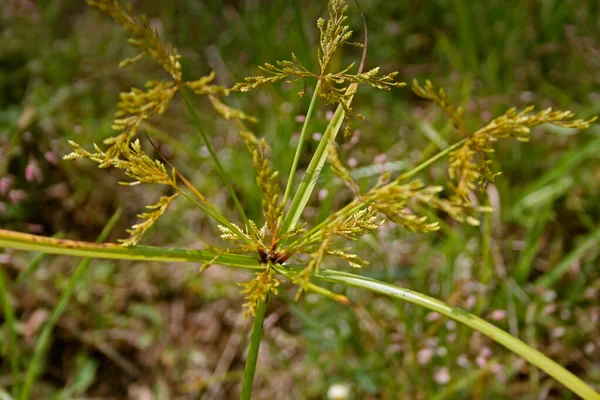 Yellow Nutsedge, Cyperus esculentus — Stock Photo, Image
