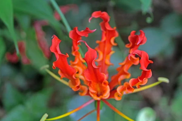 Glory lily Gloriosa superba in monsoon time , konkan , maharashtra , india