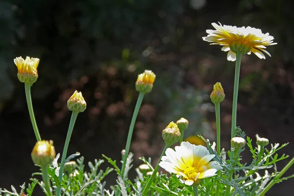 Маржорит Дамблэнд, Chrysanthemum felens — стоковое фото
