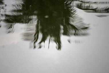 Palmiye ağaçları su yüzeyine yansıyor