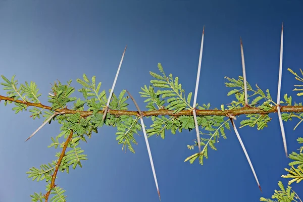 Espinas de Acacia Nilotica — Foto de Stock