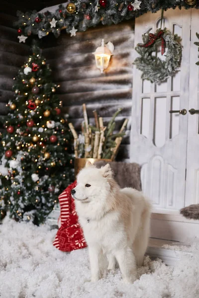 Cute fluffy white Samoyed dog posing in a living room near Christmas tree and decorated for New year interior. Beautiful snow-white Samoyed dog at home in rustic winter interior. Christmas gift. — Stock Photo, Image