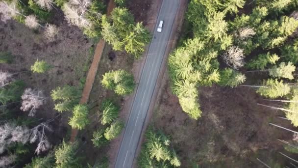 車の空中ビューはゆっくりと森の中の空の道路を通過します。空の田舎道で美しい春の風景。360度回転カメラを備えた飛行ドローンからのトップビュー — ストック動画