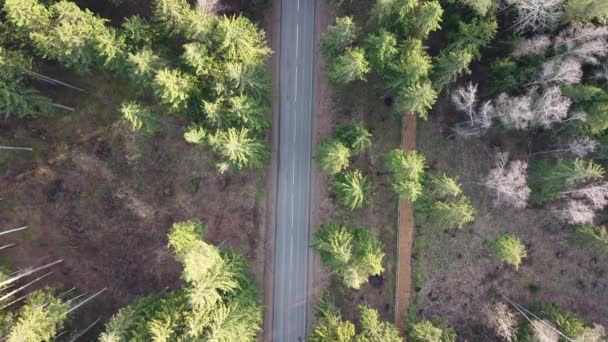 Άποψη από ψηλά του άδειου επαρχιακού δρόμου που οδηγεί μέσα στο δάσος μια ηλιόλουστη ανοιξιάτικη μέρα. Ένα μοναχικό αυτοκίνητο περνάει αργά από τον άδειο δρόμο που οδηγεί μέσα από το δάσος. Κάτοψη από ιπτάμενο drone — Αρχείο Βίντεο