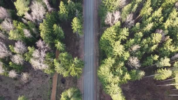 車の空中ビューはゆっくりと森の中の空の道路を通過します。空の田舎道で美しい春の風景。360度回転カメラを備えた飛行ドローンからのトップビュー — ストック動画