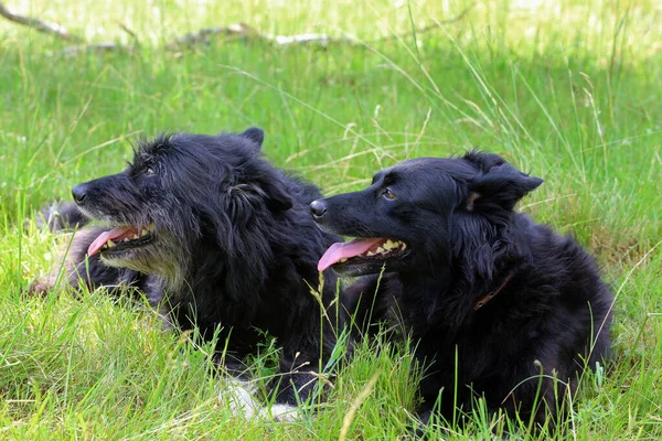 Two black herding dogs are lying in the grass