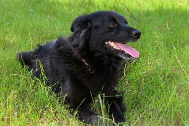 Siyah köpek kırması çimenlerde yatıyor.