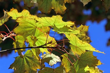 Akçaağaç yaprakları sonbaharda