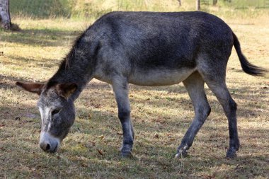 Çayırda bir eşek.