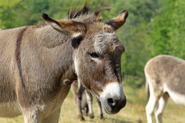 Çayırda bir eşek.