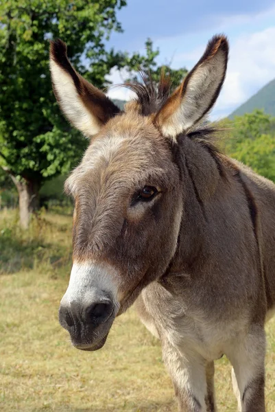 Åsna Betesmarken — Stockfoto