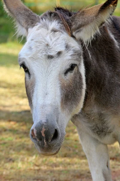 Åsna Betesmarken — Stockfoto