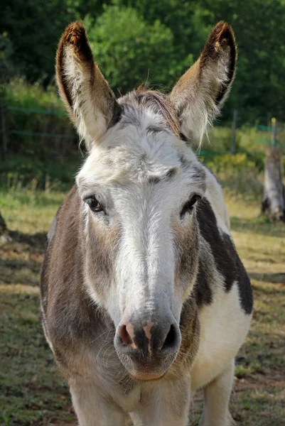 Åsna Betesmarken — Stockfoto