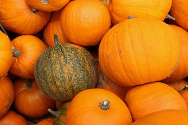 turuncu ve yeşil balkabakları